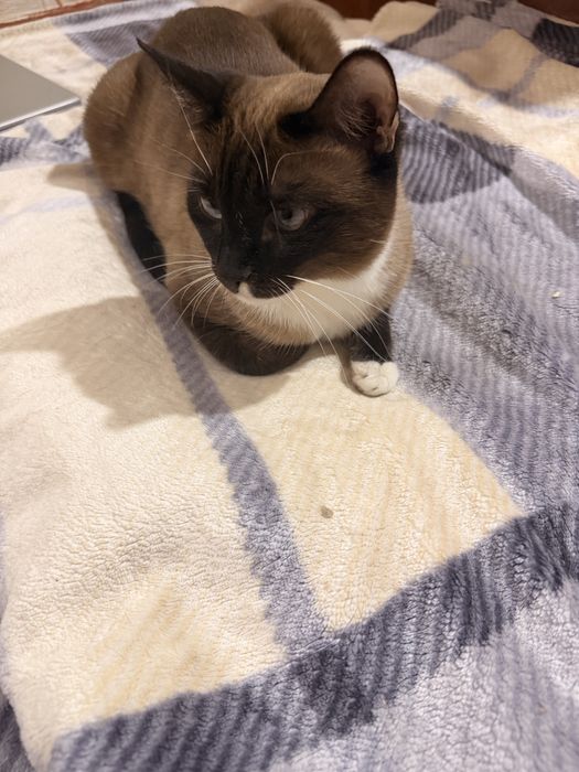 Срочно отдам в добрые руки кошек