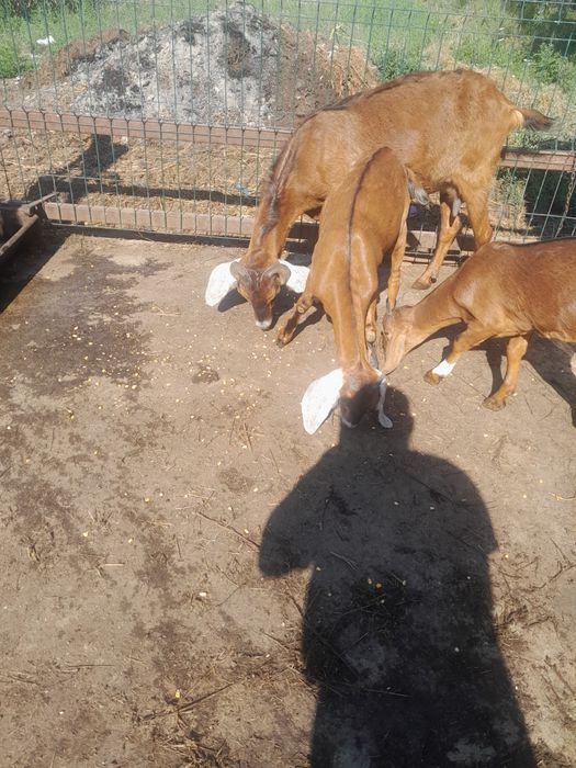 Vând capra la a doua fatare cu 2 iedute