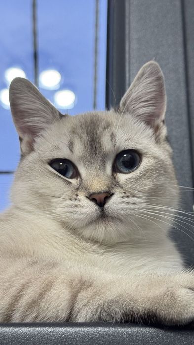 British Shorthair mushuk sotiladi