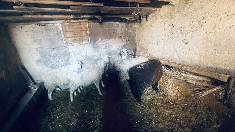 Продам сек валух 65000 тг