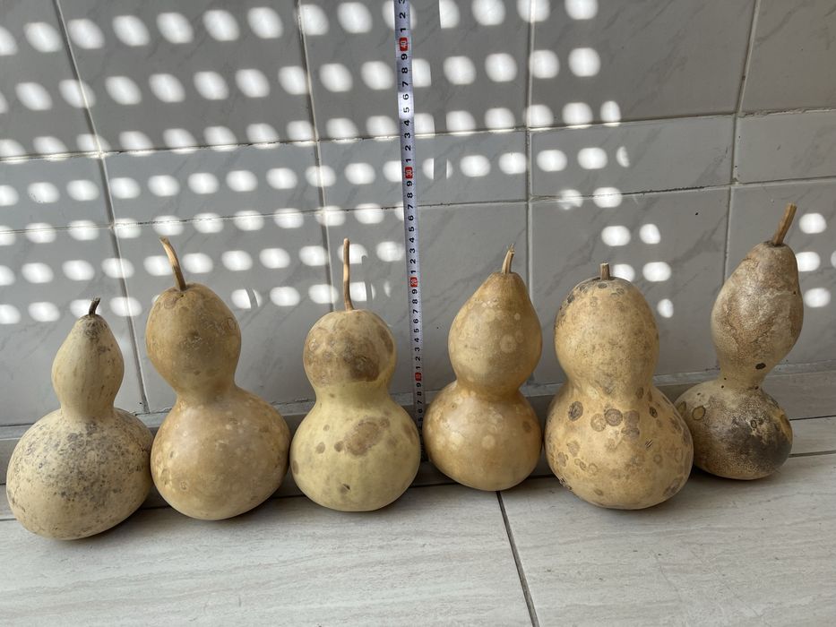 Декоративни тиквички и кратуни