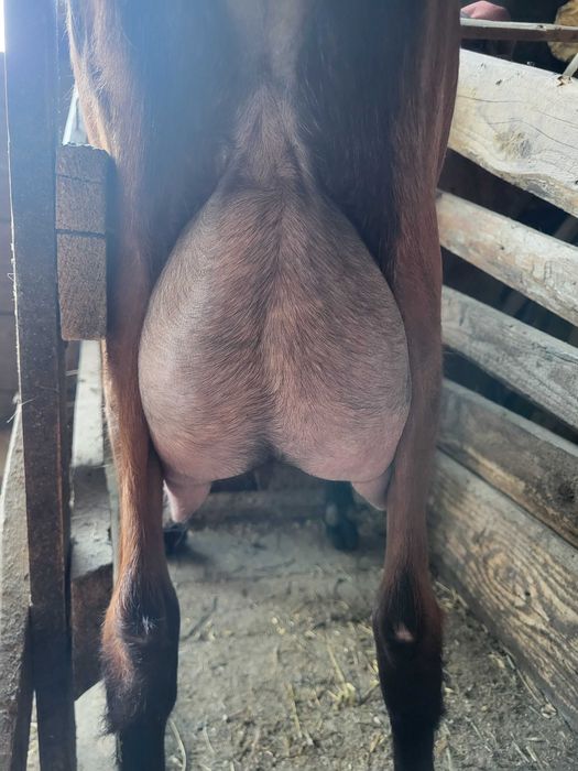 Vand lot de capre lactatie