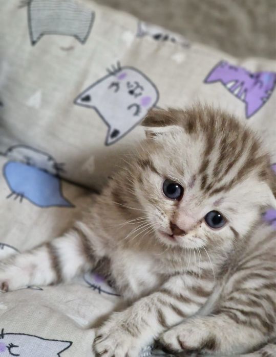 Продам породистых котят