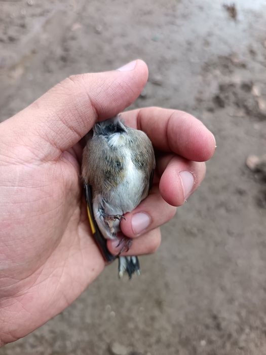 Продается шегол .