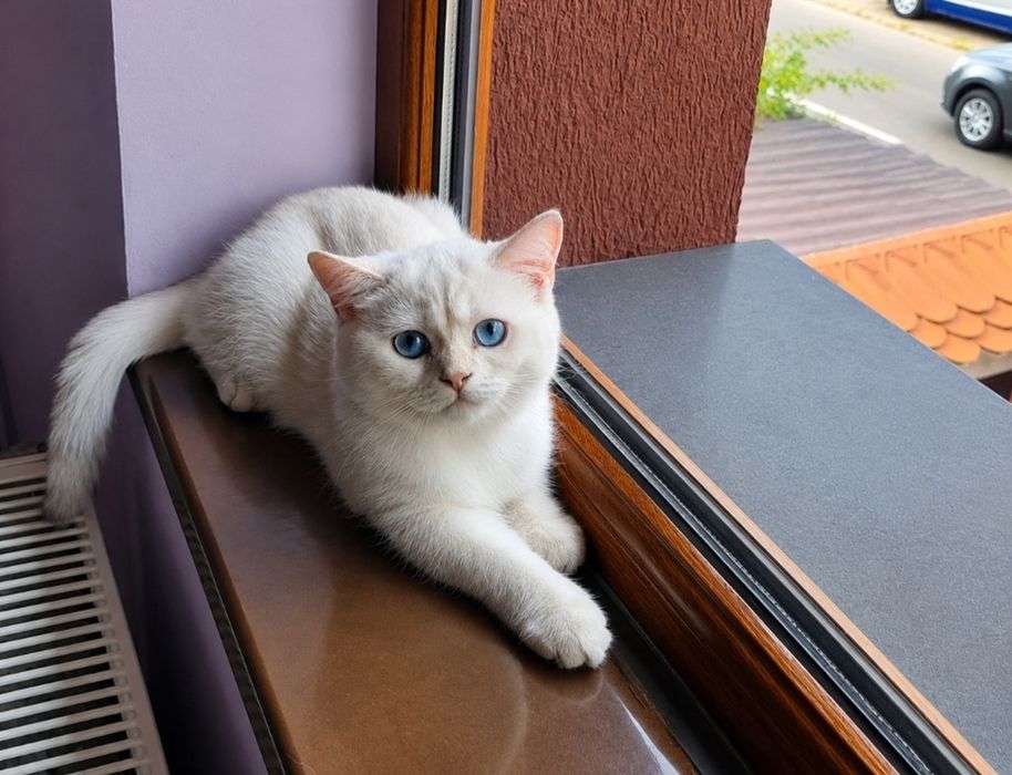 British Shorthair -fetiță cu pedigree