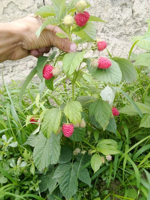 Kuzgi mavsumda MALINALAR pishdi