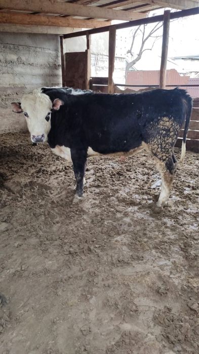 Срочно продам бычков