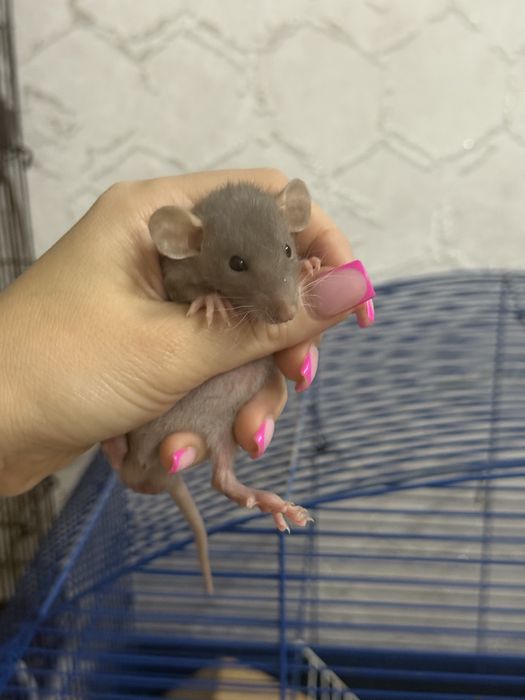 Продаю крысят Дамбо