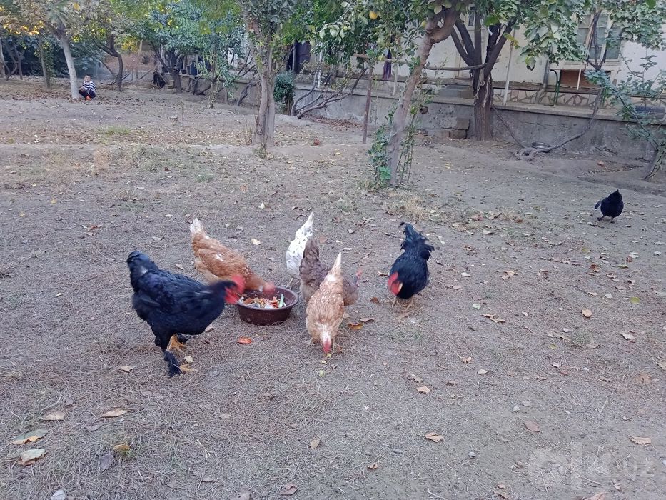 Tovuqlar sotiladi