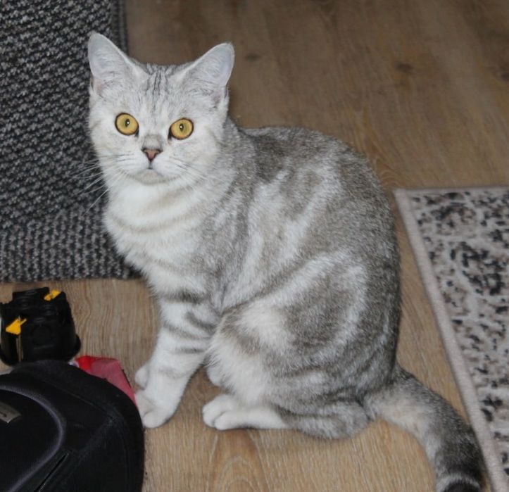 Британская кошка