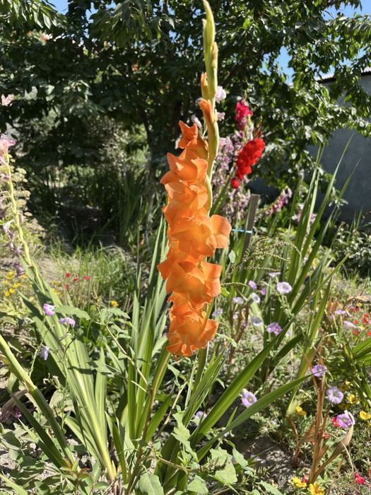 Гладиолус гулларини пиёзлари сотилади. Голланд навли