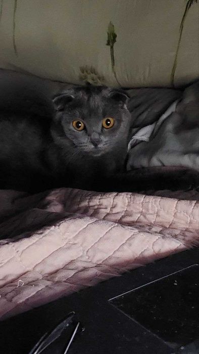 Продается пародистая кошка, мать и дочка