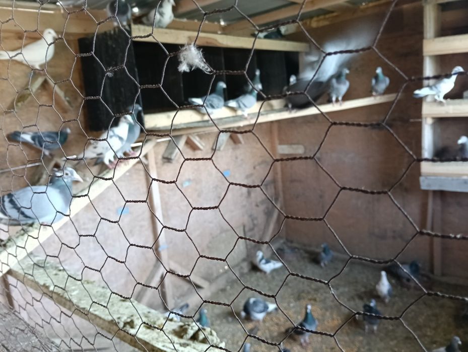 Vând porumbei la grămadă sau separat 25lei bucata...