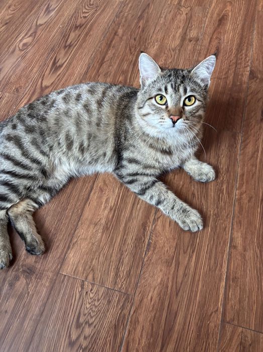 Котик ищет любящую маму