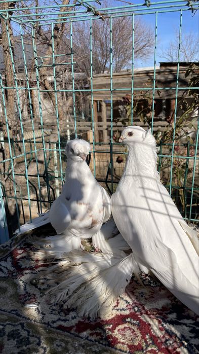 Голуби кептер пр