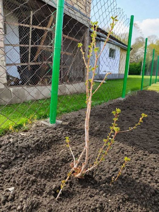 смородина қарақат