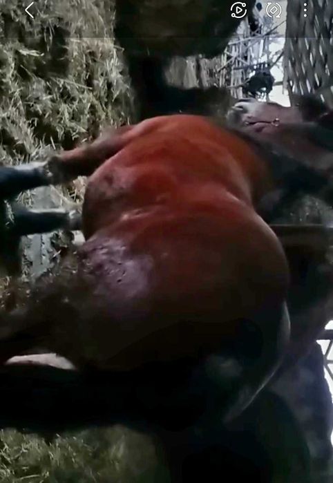 Vand iapa 7 ani  pretul este 4800 euro negociabil