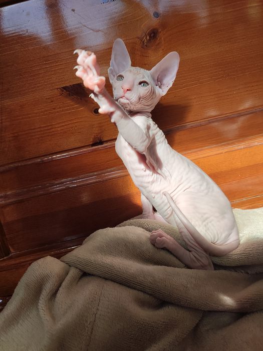 Сфинкс Питерболд