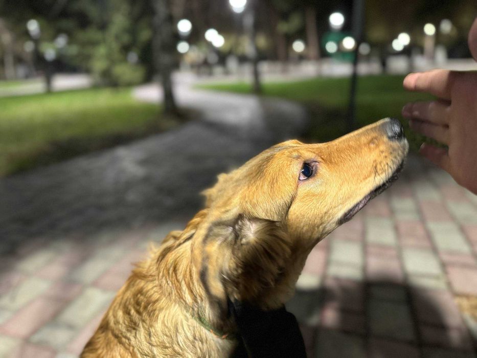 Пропала собака по кличке Рокси