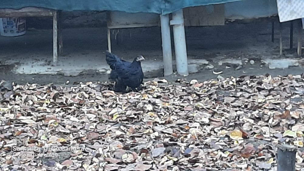 2ta jo'ja tovuq sotiladi