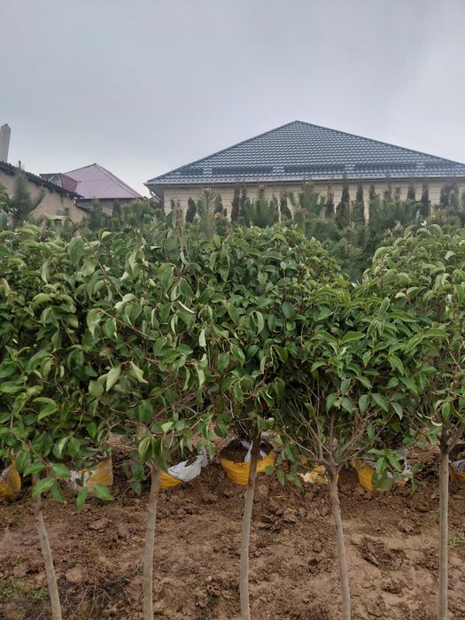 Хвойный дереья, Роза