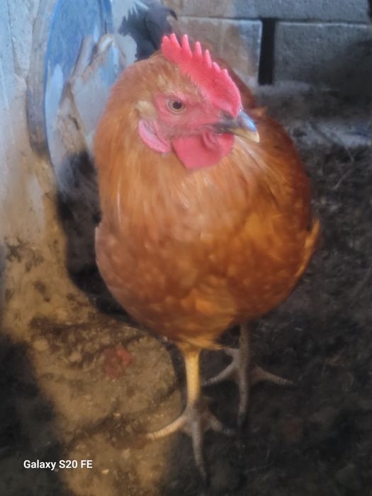 Кученский юбилейный