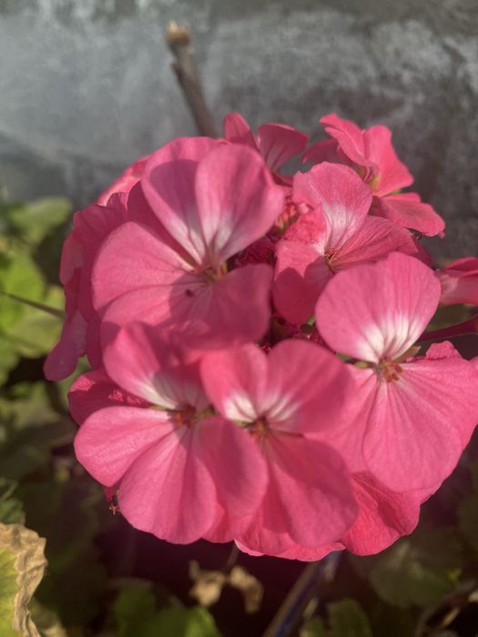 Герани цветущие комнтаные растения