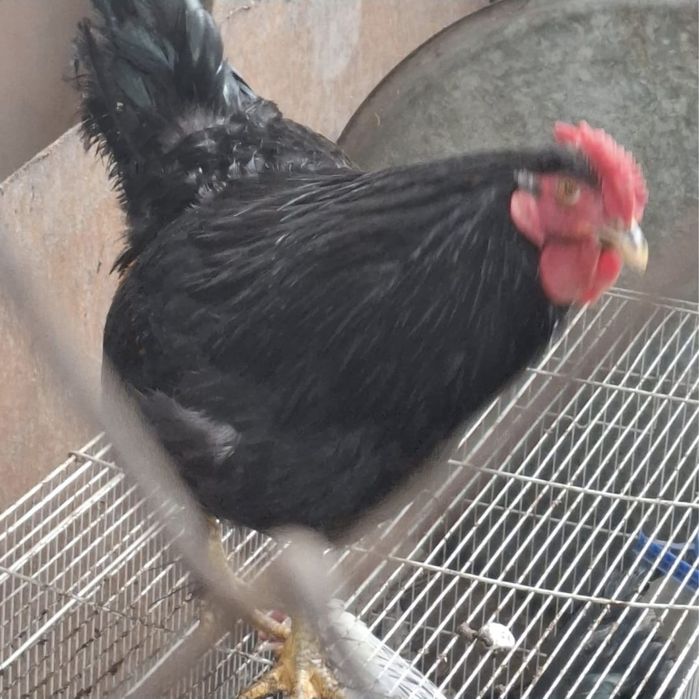 Продам петухов и курочку