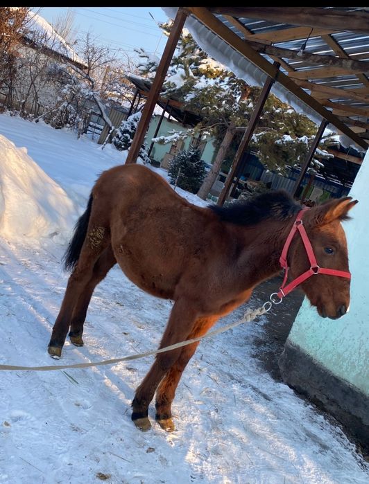 Прадам жерепчика