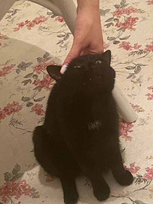 Отдам кошку бесплатно