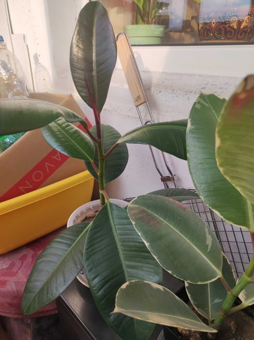 Продам комнатные цветы фикусы