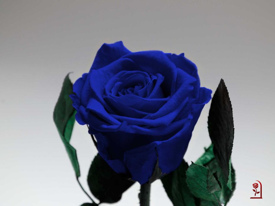 Естествена Синя Вечна Роза в Стъкленица / Подарък за Рожден Ден за Нея