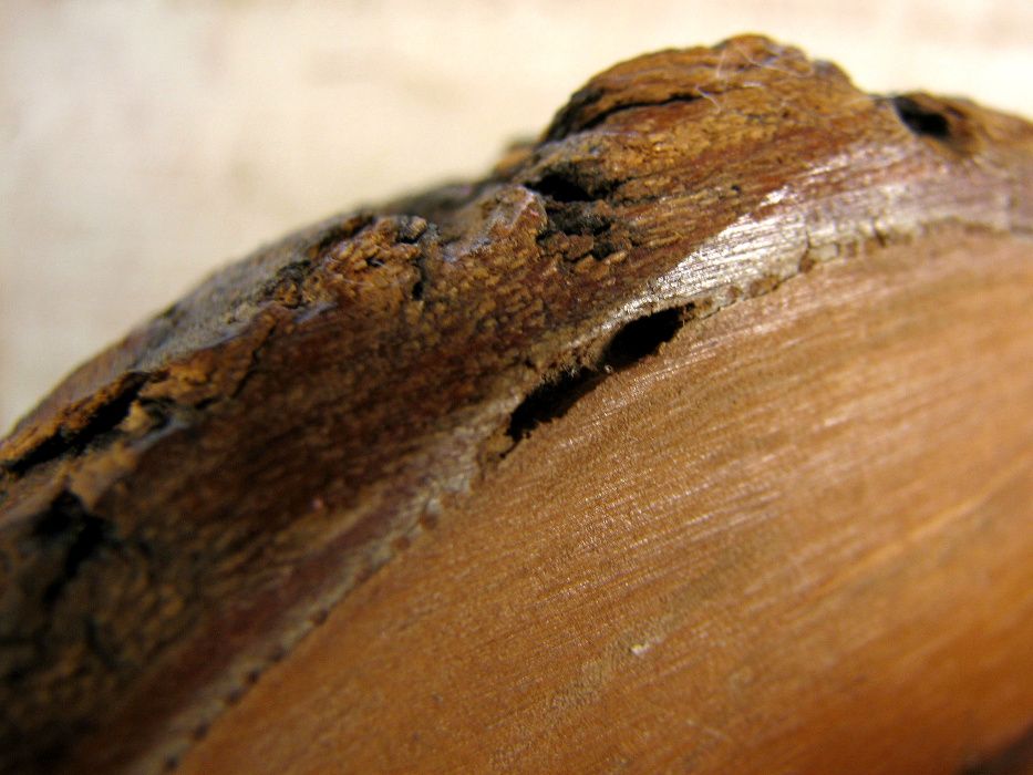 Стар Оливерник - Маслиново Дърво - Ръчно Духано Стъкло -УНИКАТ!