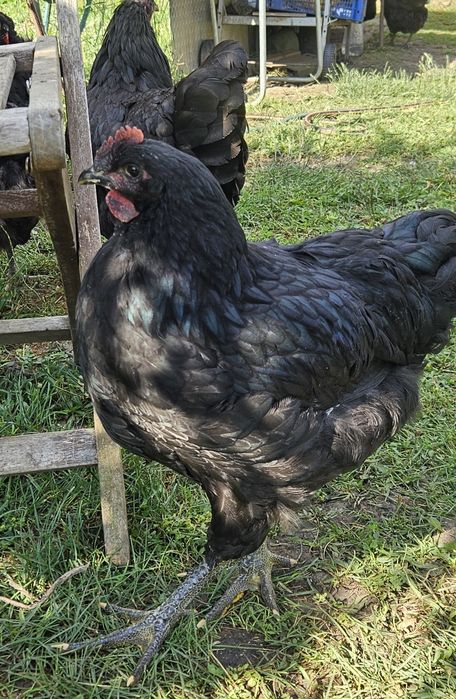 Cocosi de australorp - jersey