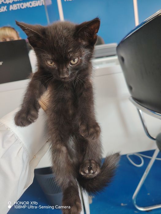 Отдаётся в добрые руки Котенок