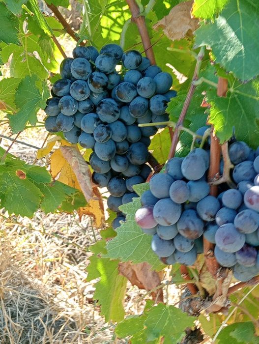 Butași vita de vie diverse soiuri de masă și de vin