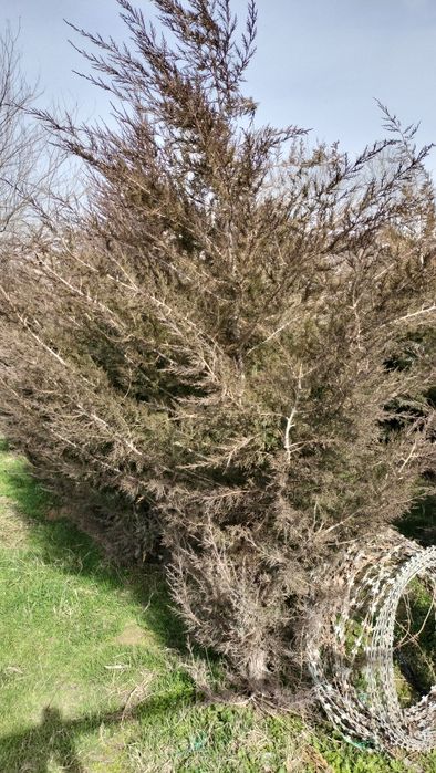 Шырша сатылады мажевелник