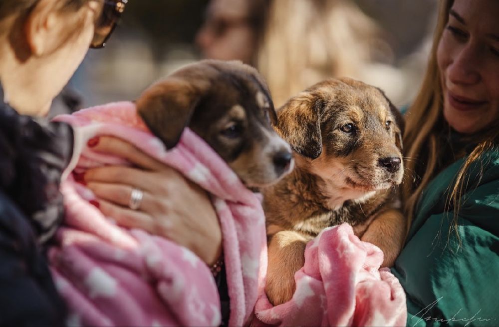 Търсят се осиновители за кучета бебета!