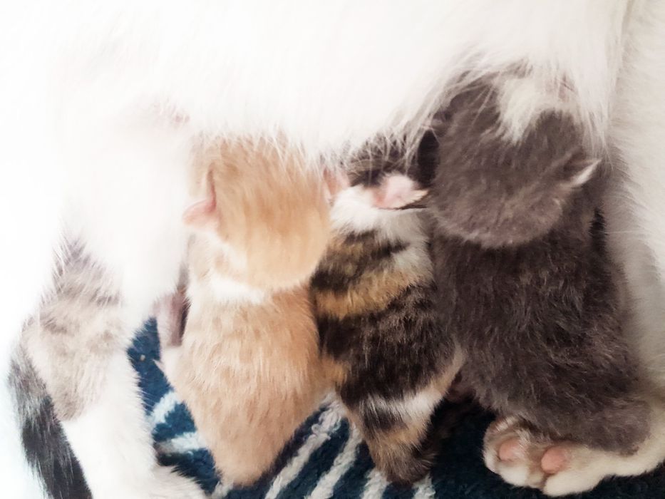 Отдам котят в хорошие руки