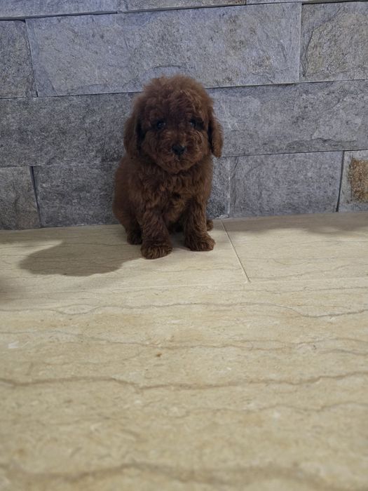 Той Пудел момче!Той Пудел