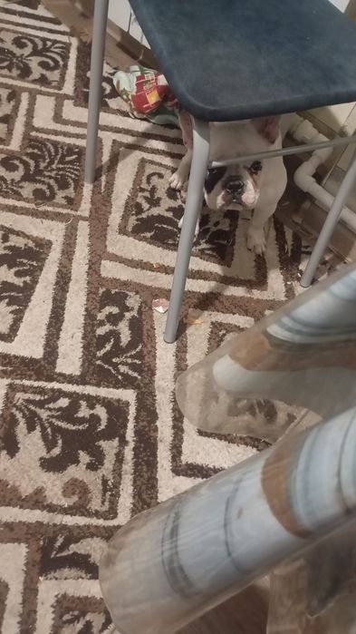 Девочка ищет Жениха