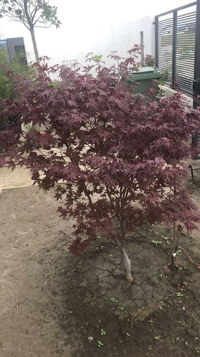 Artar japonez frunzis spectaculos livrare rapida in toata tara