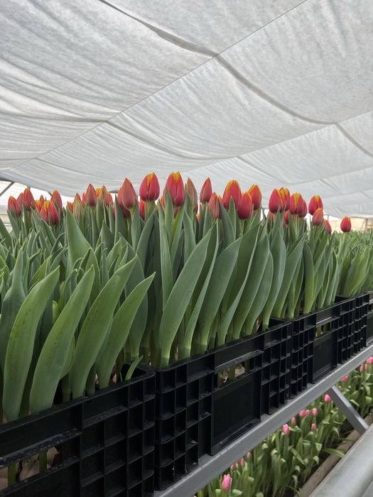 Тюльпаны оптом и в розницу