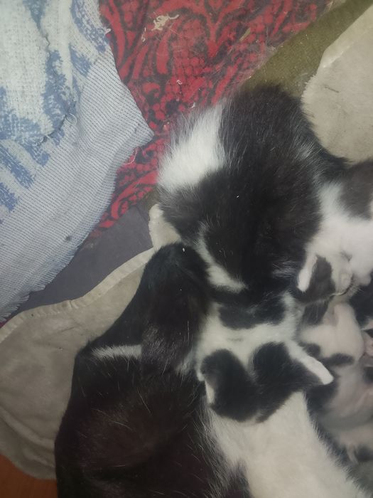 Отдам котят  в добрые руки
