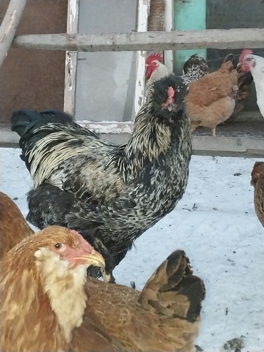 Петушки молодые с хохлами бородами лохмоногие