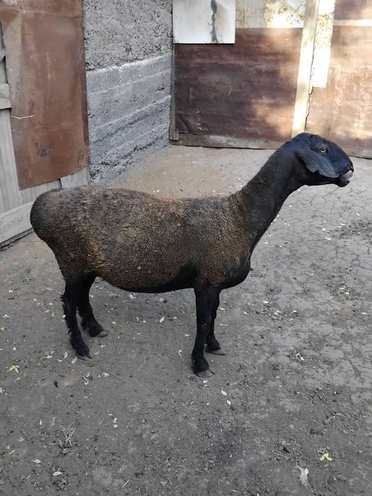Продам ярку молодая