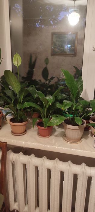 Продам комнатные растения