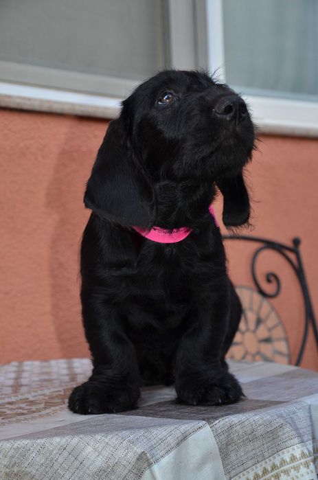 schnauzer negru, mascul 3 luni