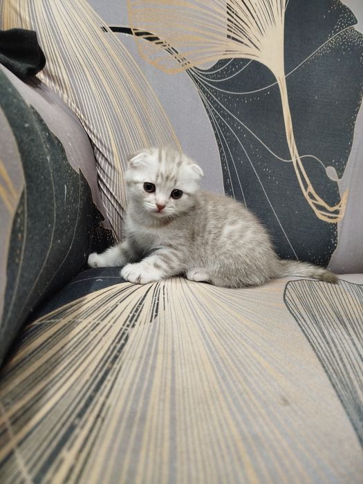 Котята шотландские