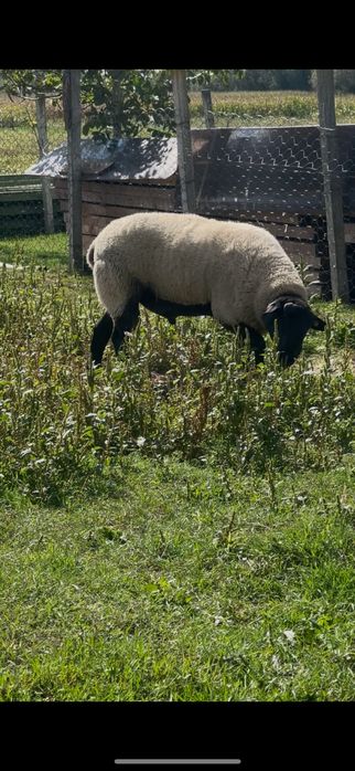 Berbec suffolk de 2 ani